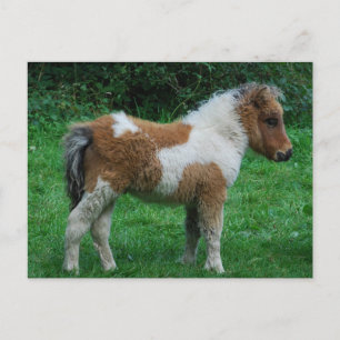 Pluizig Schattig Pony Dartmoor Briefkaart
