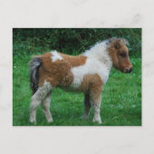 Pluizig Schattig Pony Dartmoor Briefkaart (Voorkant)