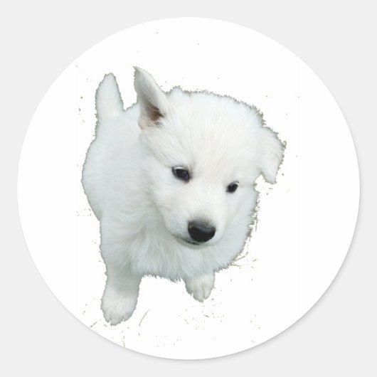 pluizig witte puppy foto ronde sticker (Voorkant)