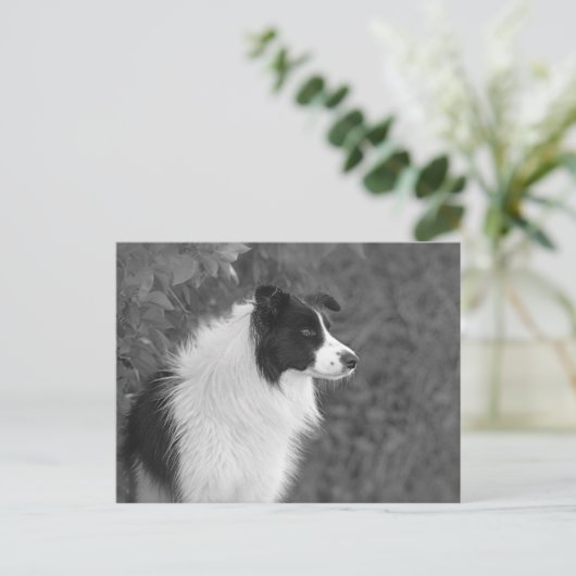 pluizig zwart wit  collie hond briefkaart (Staand voorkant)