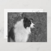 pluizig zwart wit  collie hond briefkaart (Voorkant / Achterkant)