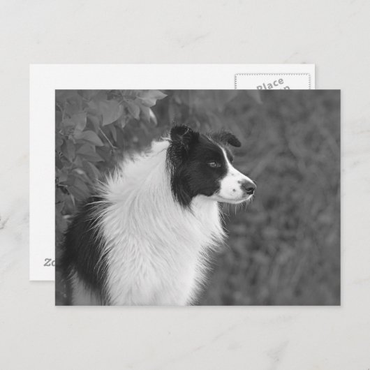 pluizig zwart wit  collie hond briefkaart (Voorkant / Achterkant)