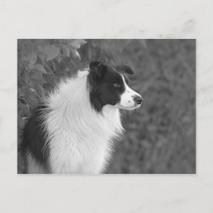pluizig zwart wit  collie hond briefkaart