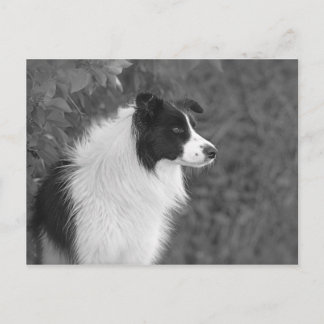 pluizig zwart wit  collie hond briefkaart