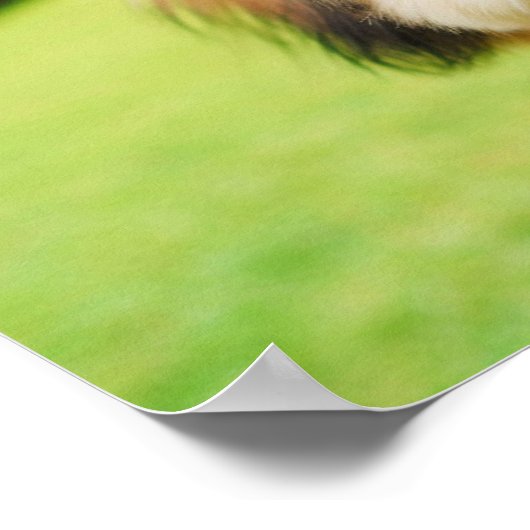 Pluizige hond met grote ogen | Joyful Pet Afbeeldi Poster (Hoek)