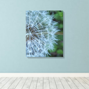 Pluizige Paardenbloempluis Kop Foto Canvas Afdruk
