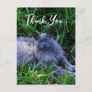 Pluizige Russische Blauwe Kat Dank Je Kaart