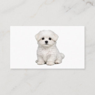 Pluizige Witte Maltezer Puppypoort Cute Hond Liefh Visitekaartje