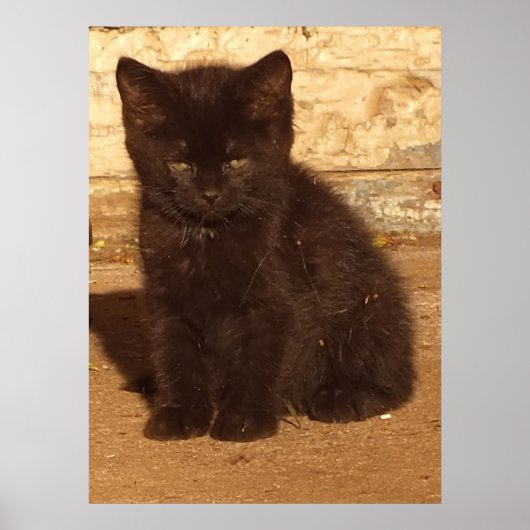 Pluizige Zwarte Kitten Poster (Voorkant)
