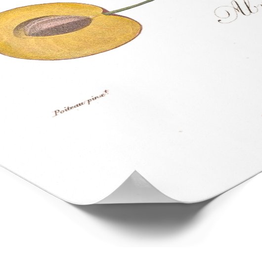 Plum, Abricotee rouge Poster (Hoek)