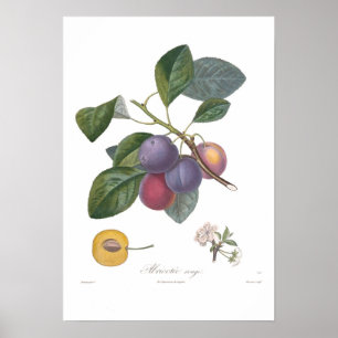 Plum, Abricotee rouge Poster