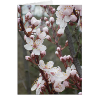 Plum Blossom