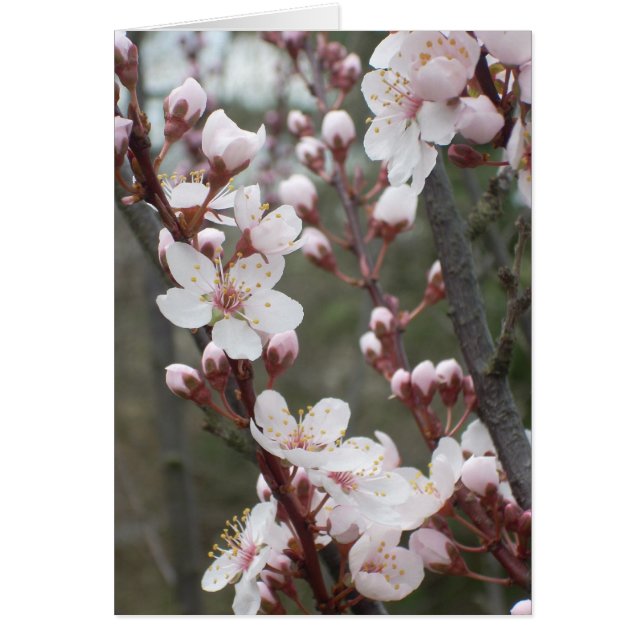 Plum Blossom (Voorkant)