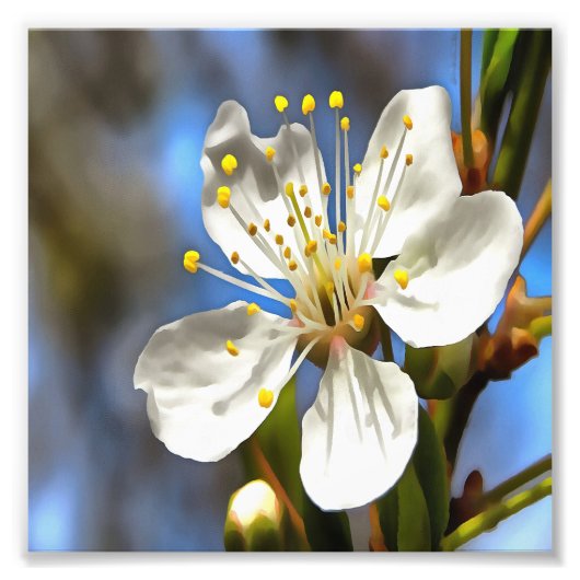 Plum Blossom Botanical Art Foto Afdruk (Voorkant)