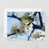 Plum Blossom Briefkaart (Voorkant / Achterkant)