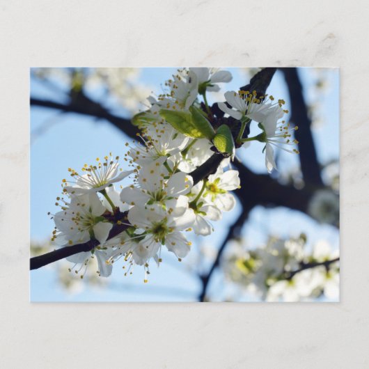 Plum Blossom Briefkaart (Voorkant)