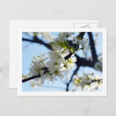 Plum Blossom Briefkaart (Voorkant / Achterkant)