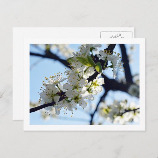Plum Blossom Briefkaart (Voorkant / Achterkant)