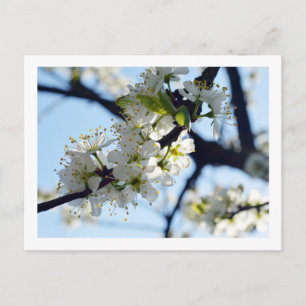 Plum Blossom Briefkaart