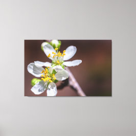 Plum Blossom Canvas Afdruk