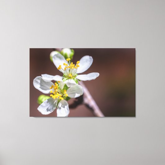 Plum Blossom Canvas Afdruk (Voorkant)