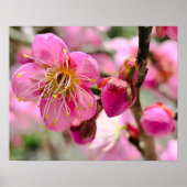 Plum Blossom Close-Up Poster (Voorkant)