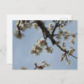 Plum Blossom: Japan Briefkaart (Voorkant / Achterkant)