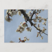 Plum Blossom: Japan Briefkaart (Voorkant)
