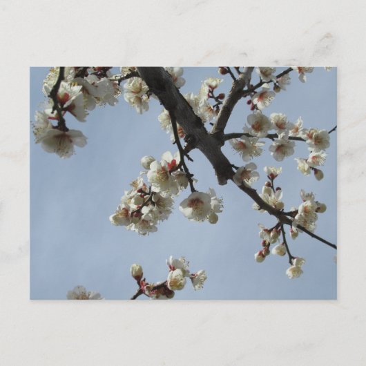 Plum Blossom: Japan Briefkaart (Voorkant)