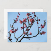 Plum Blossom: Japan Briefkaart (Voorkant / Achterkant)