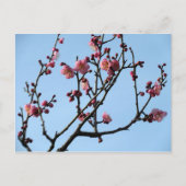 Plum Blossom: Japan Briefkaart (Voorkant)