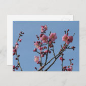 Plum Blossom: Japan Briefkaart (Voorkant / Achterkant)