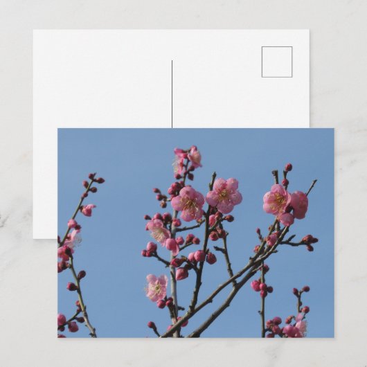Plum Blossom: Japan Briefkaart (Voorkant / Achterkant)