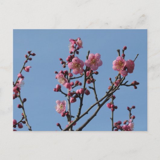 Plum Blossom: Japan Briefkaart (Voorkant)