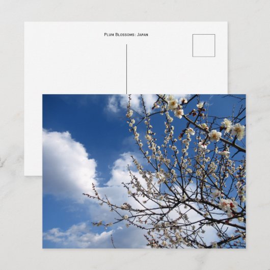 Plum Blossom: Japan Briefkaart (Voorkant / Achterkant)