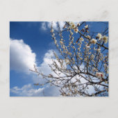 Plum Blossom: Japan Briefkaart (Voorkant)