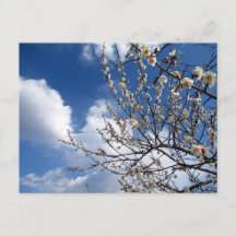 Plum Blossom: Japan
