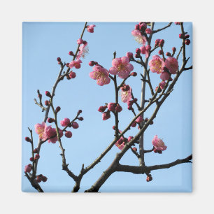 Plum Blossom: Japan Magneet