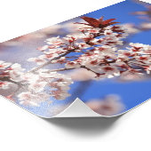 Plum Blossom Photo Print Foto Afdruk (Hoek)