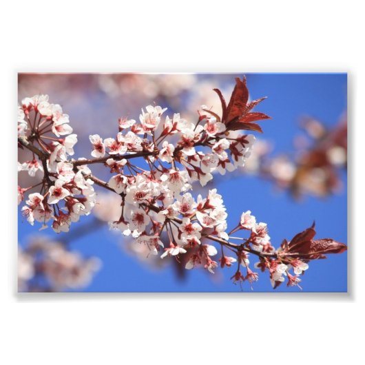 Plum Blossom Photo Print Foto Afdruk (Voorkant)
