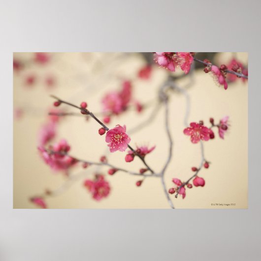 Plum Blossom Poster (Voorkant)