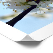 Plum Blossom Poster (Hoek)