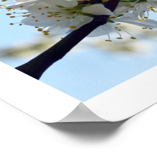 Plum Blossom Poster (Hoek)