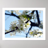 Plum Blossom Poster (Voorkant)
