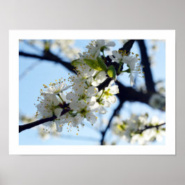 Plum Blossom Poster