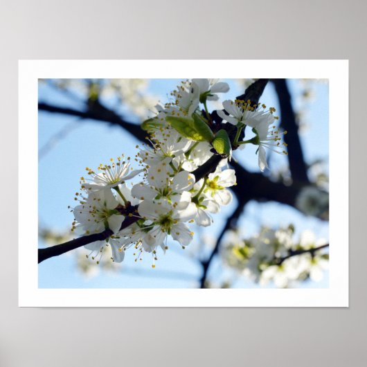 Plum Blossom Poster (Voorkant)