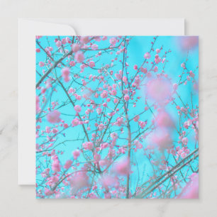 Plum Blossom (Suzhou, China)