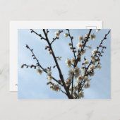 Plum Blossom: Tokio Briefkaart (Voorkant / Achterkant)