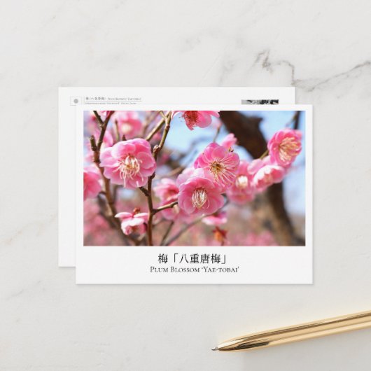 Plum Blossom ‘Yae-tobai’ Briefkaart (Voorkant / Achterkant in situ)