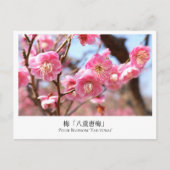 Plum Blossom ‘Yae-tobai’ Briefkaart (Voorkant)